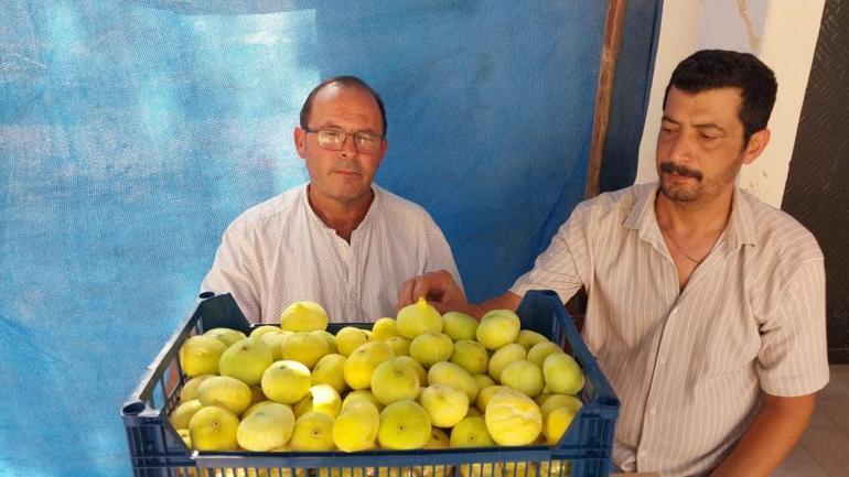 İlk hasatta 200 liraydı, şimdi 150 liraya düştü Kurusunu 1500 liraya satıyorlar