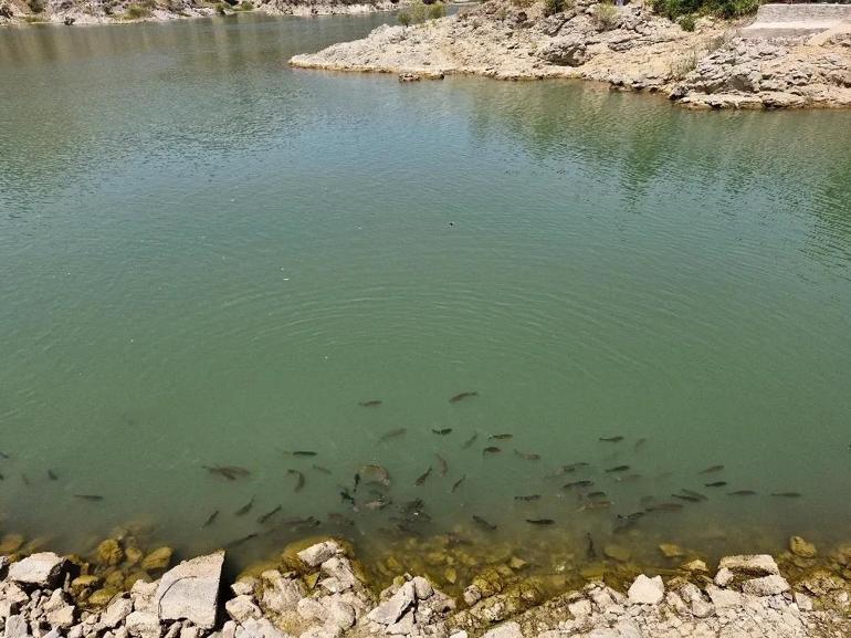 Konyada piknikçiler fark etti Her biri 10 kilo tartıldı: Hareketliliği gören oraya koştu