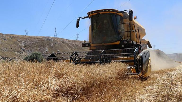 Türkiyenin tahıl ambarı diğer illeri solladı: Hasat başladı, resmen bereket yağıyor