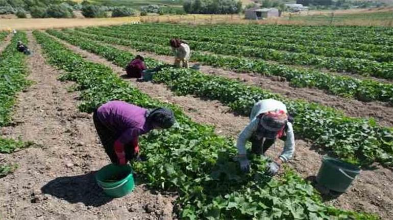 Çubukun altın hasadı başladı: Başkentten sofralara gelecek, kütür kütür olmasının birçok nedeni var