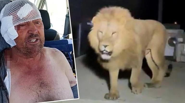 Manavgatta aslan saldırısına uğrayan çiftçi açıklama yaptı: Bu olayda tek suçsuz olan ben ve aslan, tarlama işçi bulamıyorum