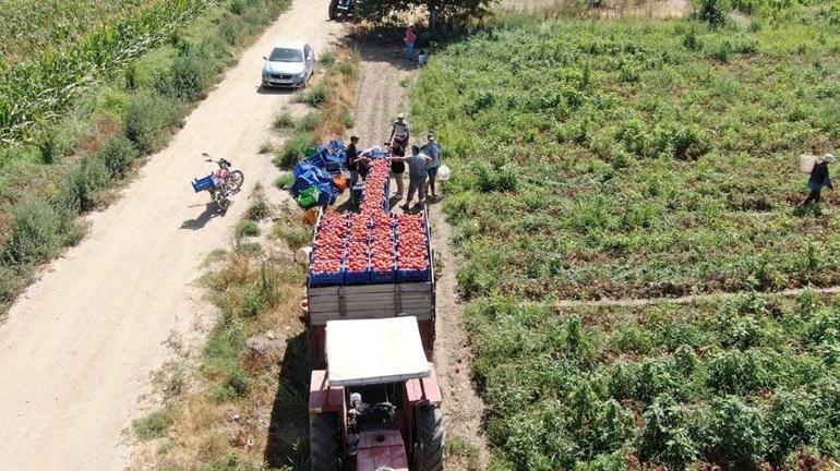 Sıcak hava domatesi vurdu, Aydınlı üretici verim kaybı yaşadı: 7 liraya satılıyor