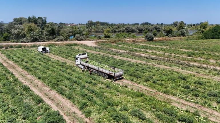 Bunlar Bafra Ovası’nın mahsulü Tadına diyecek yok, fiyatı her cebe göre