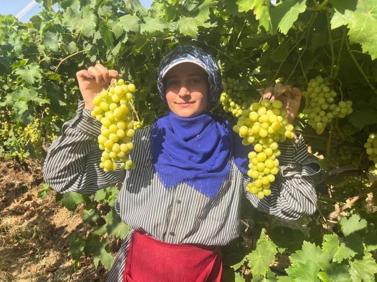 Hasat başladı, Avrupa ve Arap ülkelerinden talep alıyor Kilogram fiyatı 50 liradan satılıyor
