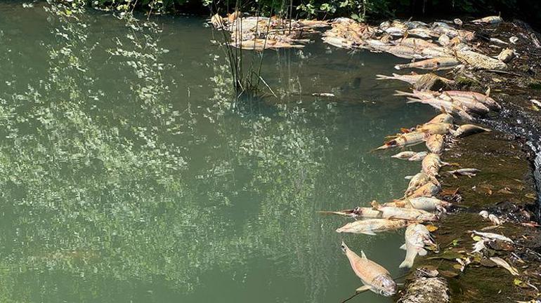 Bartın Irmağında yüzlerce ölü balık paniğe neden oldu Yetkililer harekete geçti