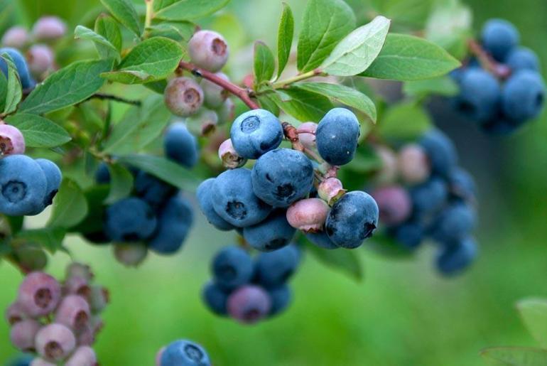 İzmirde 3 yıl önce dikilen blueberry meyvesinin ilk hasadı yapıldı: 40-50 yıl ömrü var
