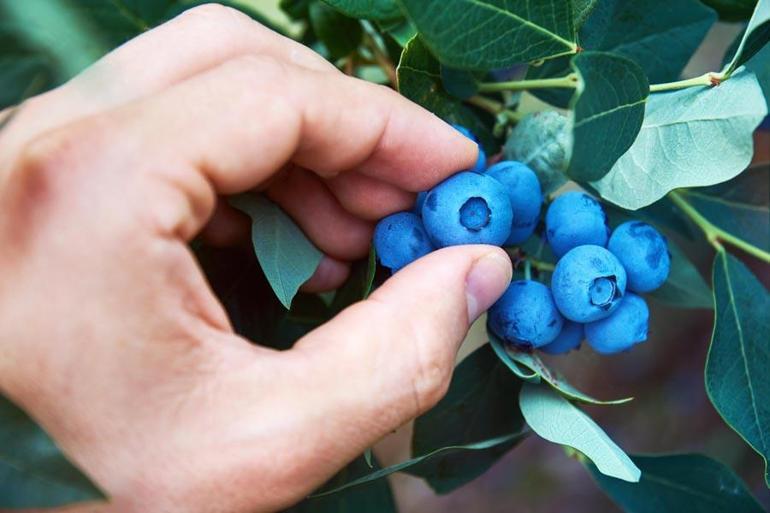 İzmirde 3 yıl önce dikilen blueberry meyvesinin ilk hasadı yapıldı: 40-50 yıl ömrü var