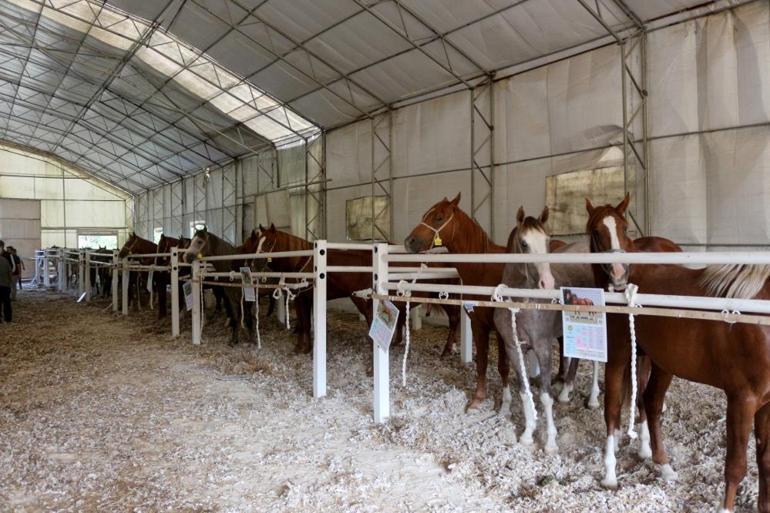 Milyonluk taylar, peynir ekmek gibi satıldı En pahalısının fiyatı dudak uçuklattı
