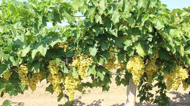 Egenin üzümü dünyaya açılıyor: Don olaylarına rağmen kaliteli rekolte Hedef 100 milyon dolar