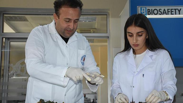 Şırnakta bulunan iki bitki, bilim dünyasını heyecanlandırdı: Alzheimer ve diyabet tedavisine umut olabilir