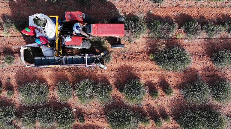 Konyada köylülerin başı belada Tehlike her yeri sardı: Virüs giderek yayılıyor