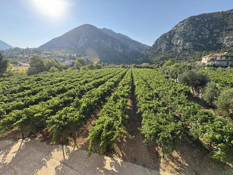 Tadında doyum olmuyor Bu yıl yüzde 25 rekolte bekleniyor
