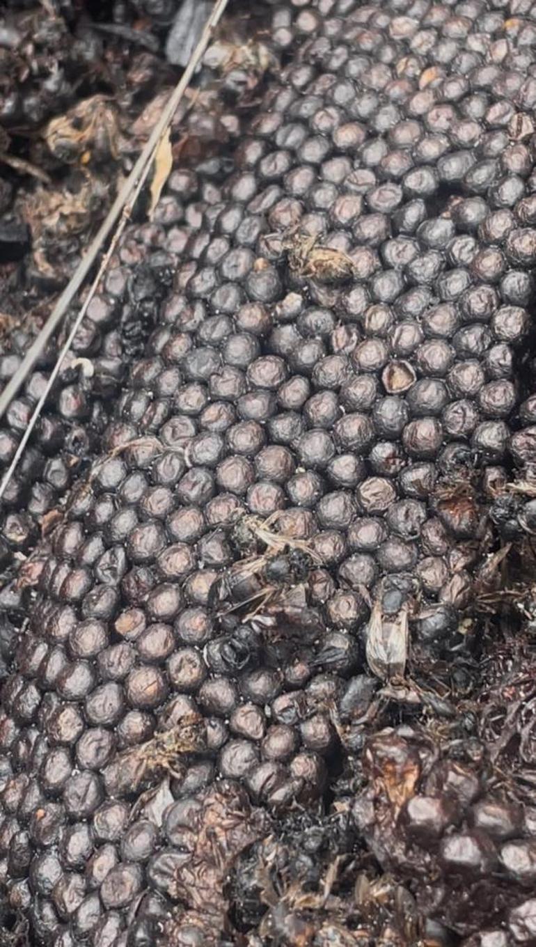 Bursada milyonlarca arı ateşe uçtu bir daha dönmedi