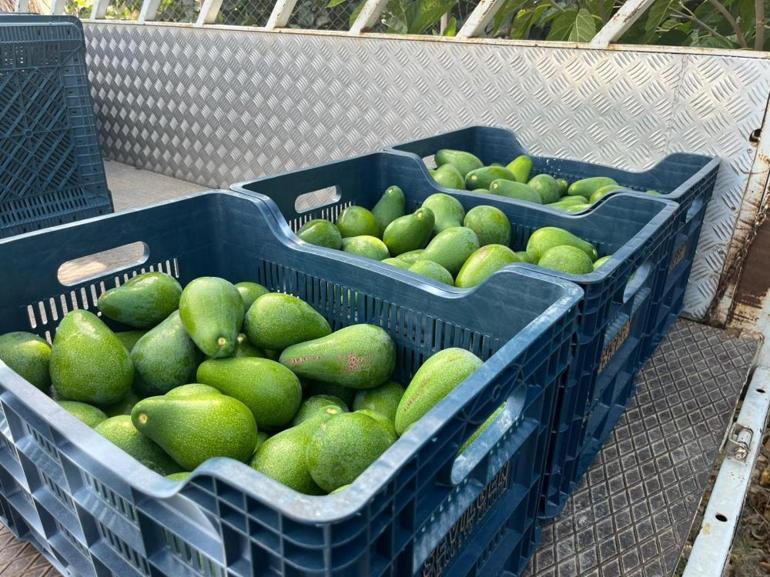 Antalyada hasat ediliyor, Amerikan armudu olarak biliniyor Bu tropikal meyvenin tanesi 50 liradan satılıyor