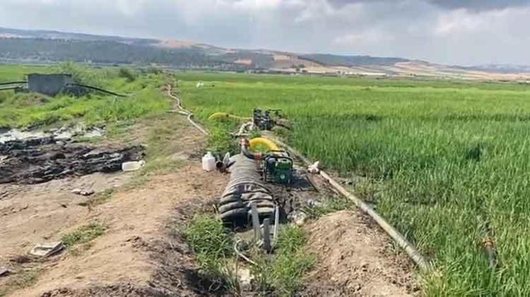 Türkiyenin pirinç ambarından kötü haber Binlerce dönüm çeltik tarlası kuruma noktasına geldi