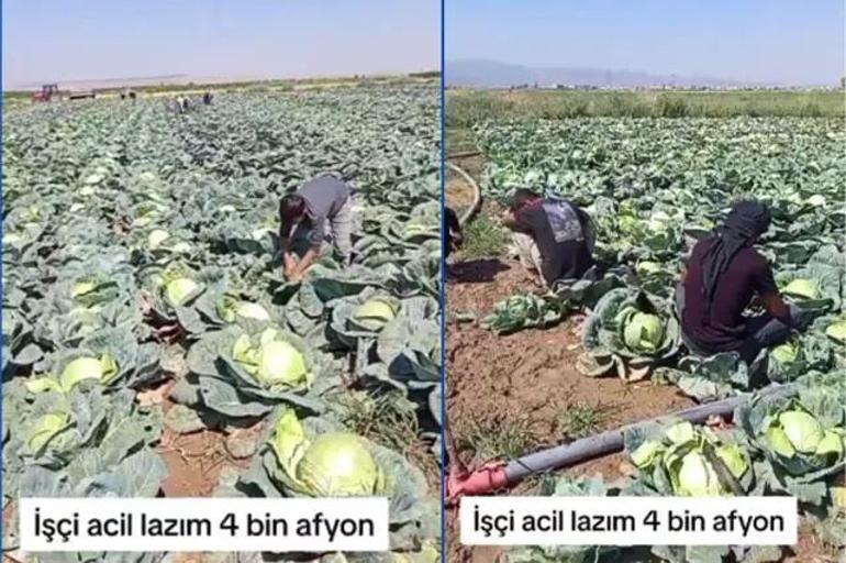 Günlük 4 bin TLye işçi bulunamıyorlar: Hasat dönemi geldi, eleman yok