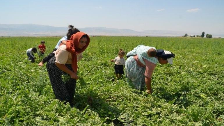 Muş Ovasında karpuz mesaisi: Kadın işçiler ev ekonomisine katkı sağlıyor
