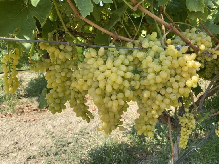 40ından sonra üniversiteyi birincilikle bitirdi, şimdi eşiyle imkansızı başarıyor: Kimyasal kullanmadan 40 ton ürün elde etti
