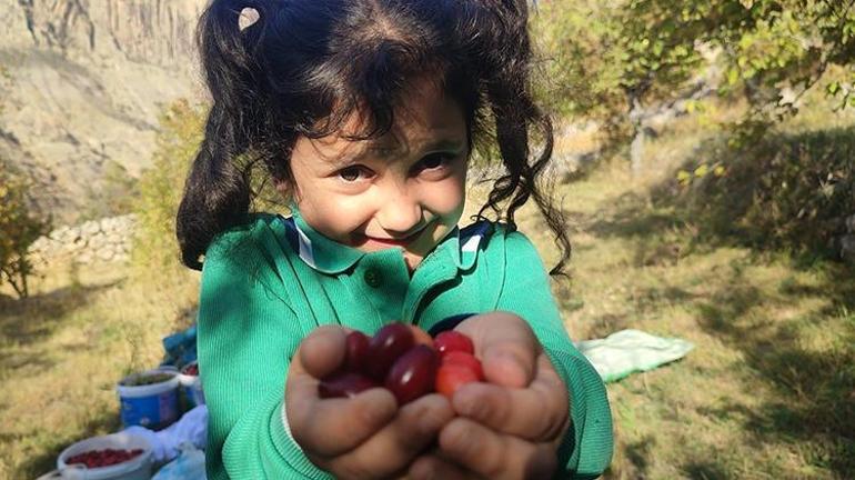 Şerbeti, çayı, meyvesi oluyor: Erzincanın medar-ı iftiharı İlk hasat başladı