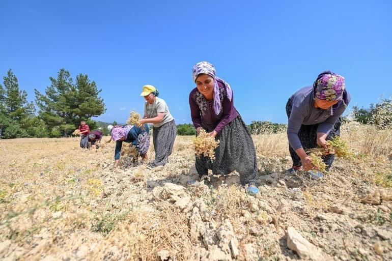 Mersinde hibe nohutlar hasat edildi 5 dönümden elde edilen ürün yüzleri güldürdü