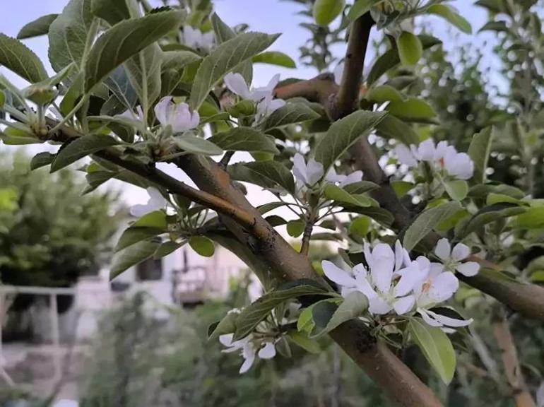 Kayseride elma ağacı Ağustosta çiçek açtı