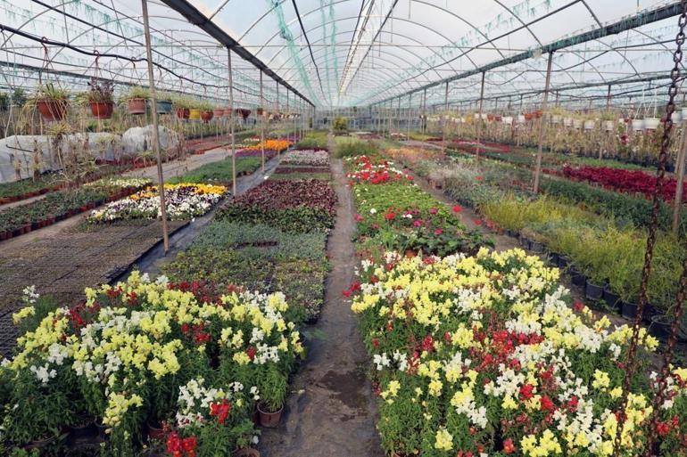 Muğlada 27 milyon 300 bin çiçek üretildi: Bölge ekonomisine katkı sağlandı