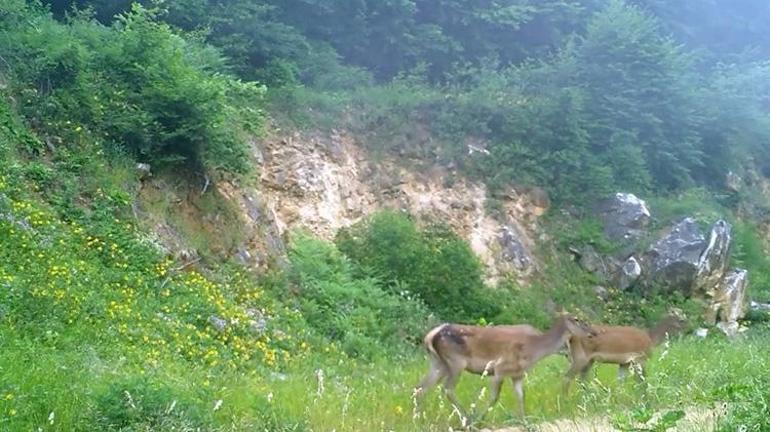 Dünyanın en büyük geyik türü Bursada fotokapana yakalandı Eşine az rastlanan 3 dişi kızılgeyik kendine hayran bıraktı
