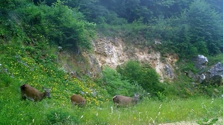 Dünyanın en büyük geyik türü Bursada fotokapana yakalandı Eşine az rastlanan 3 dişi kızılgeyik kendine hayran bıraktı