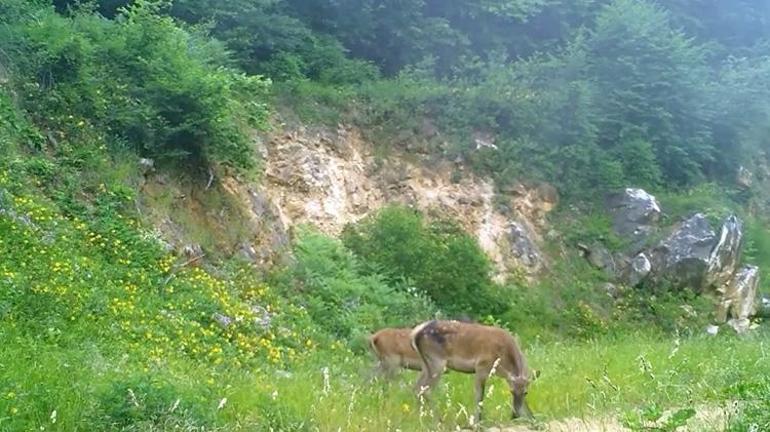 Dünyanın en büyük geyik türü Bursada fotokapana yakalandı Eşine az rastlanan 3 dişi kızılgeyik kendine hayran bıraktı