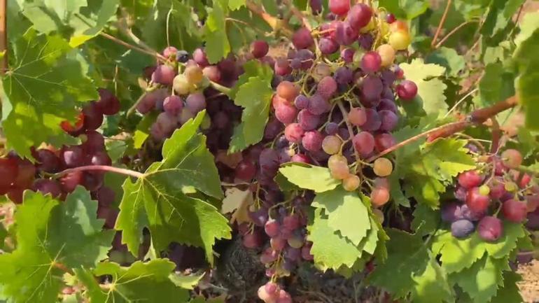 Tekirdağda üreticiler isyanda: Memnun değiliz, 60 liradan almaya çalışıyorlar