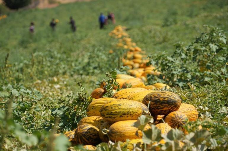 Talebe yetişemiyor, 100 ton ürün kapış kapış gidiyor