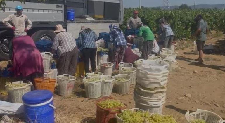 Denizlide üzüm hasat başladı Birçok ülkeye ihraç ediliyor