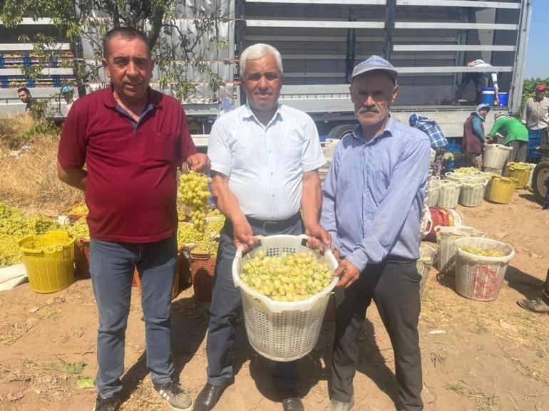 Denizlide üzüm hasat başladı Birçok ülkeye ihraç ediliyor