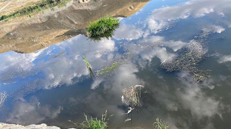 Karasuda ürküten görüntü yeniden ortaya çıktı Vatandaşlar tedirgin