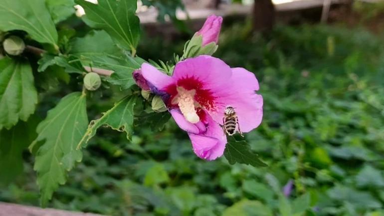 Orduda bal hasadı başladı: 7 bin ton kayıp var