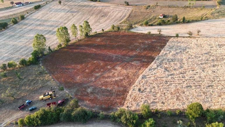 Kastamonuda hasat başladı: 6 yıl önce ilk kez dikildi, şimdi üretim deposu oldu