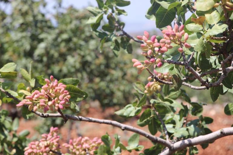 Gaziantepte ilk mahsul alındı, bu sene yok yılı oldu 100 TLye satılıyordu, şimdi 250 TLye kadar çıktı