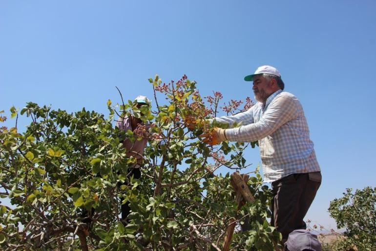 Gaziantepte ilk mahsul alındı, bu sene yok yılı oldu 100 TLye satılıyordu, şimdi 250 TLye kadar çıktı