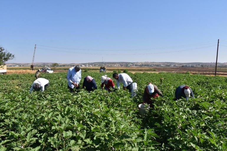 Gaziantepte hasat başladı Domates, patlıcan ve biber fiyatlarına etki edecek