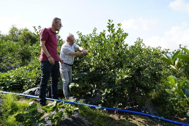 Ana vatanı Kuzey Amerika ama Karadenizin yeni yıldızı ‘Süper meyve’ aronya yüksek verime ulaştı