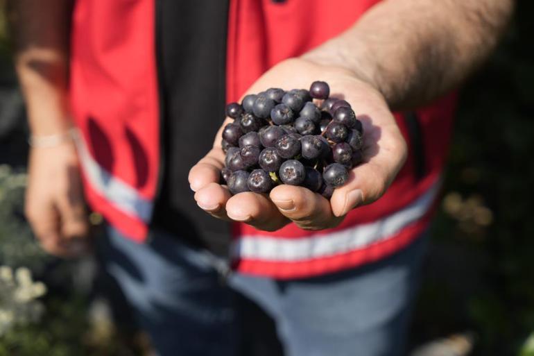 Ana vatanı Kuzey Amerika ama Karadenizin yeni yıldızı ‘Süper meyve’ aronya yüksek verime ulaştı