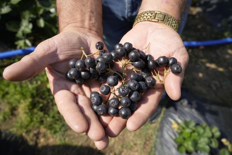 Ana vatanı Kuzey Amerika ama Karadenizin yeni yıldızı ‘Süper meyve’ aronya yüksek verime ulaştı