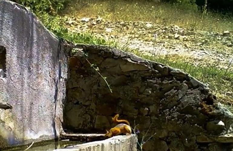 Sincap ile tilkinin hikayesi görüntülendi Bursada fotokapana yakalandılar