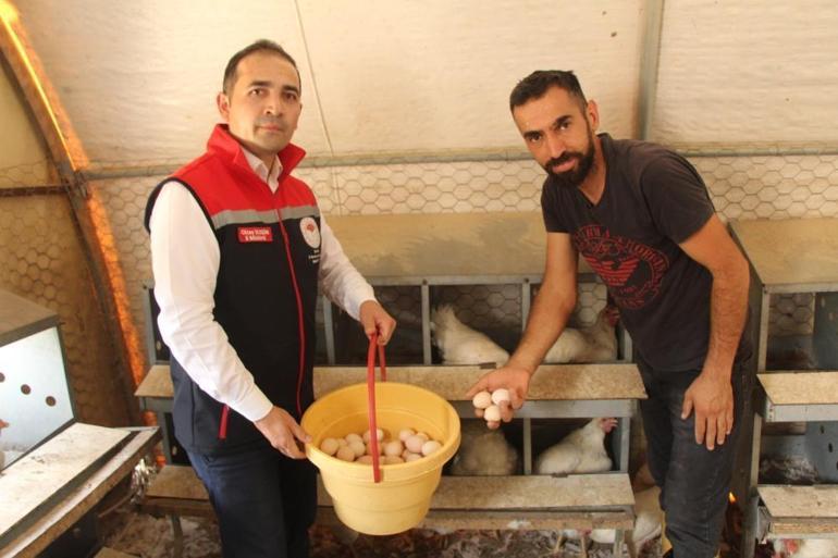 Öğretmenlik okudu, atamayınca 30 tane tavuk aldı Şimdi hem üretiyor hem de kazanıyor