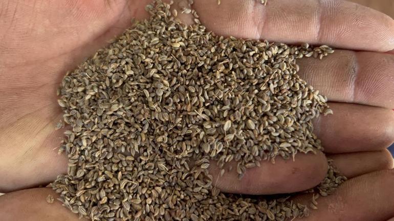 Türkiyenin ihtiyacının yüzde 75ini karşılıyor Küçük ilçede bereketli hasat başladı, kilosu 100 TLden alıcı buluyor