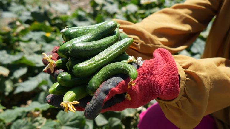 Toplamak için çok kısa süreleri var Tarlada 5-10 liradan, marketlerde 30-40 liradan satılıyor