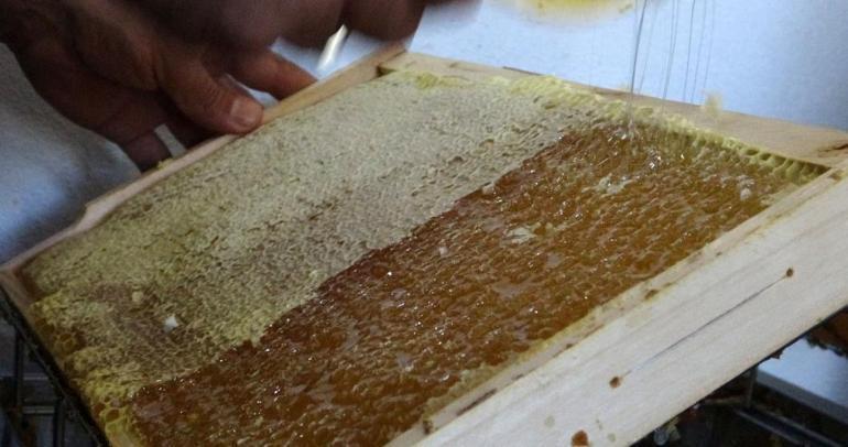 Türkiyedeki nadir yerlerden bir tanesi Kilosu 1500 TLden satılıyor