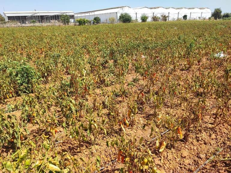 Aşırı sıcaklar tarladaki sebzeyi yaktı Yüzde 30 kayıp var, fiyatı 12 lira