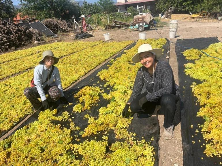Üzümde fiyat belirsizliği Geçen yıl 110 liraydı, bu yıl 150 lira bekleniyor