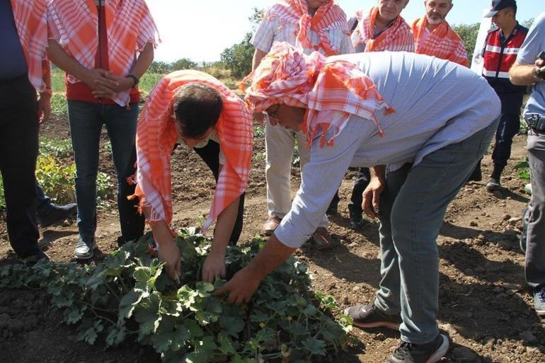 Manisada kavun hasadı başladı: Rekoltede bereket var